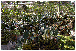 Bulbophyllum og alle mulige andre slgter hang overalt - velvoksne planter, der ville vre en pryd for enhver samling.