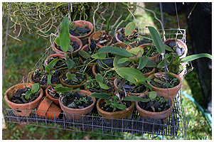 Andre steder stod smplanter i sm potter i hngende trd-bakker. Her er det overvejende sm Phalaenopsis.