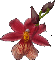 Denne blomst dufter aldeles pragtfuldt! Duften af de mange blomster p det 60 cm lange skaft kan fylde hele stuen!