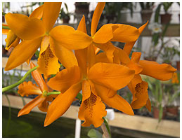 Cattleya aurantiaca / Orchidgartneriet, 2005