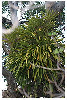 Denne fantastisk plante fandt vi vildtvoksende i et tr i vandkanten p Koh Pra Nok - og den er vel nok en meter bred! Samme type findes etableret p trerne i mange haver og resorts. Det er formodentlig Cymbidium.