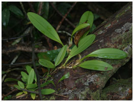 Bulbophyllum eller lignende fra Koh Pra Nok.