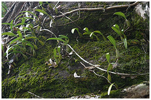 Lithofytisk voksende bulbophyllym fra Koh Kood.