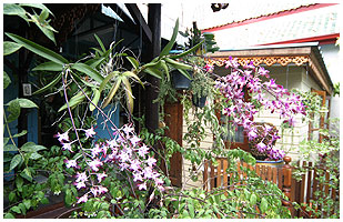 Dendrobium og mske rhyncostylis hnger her under tagudhnget ved et tempel.