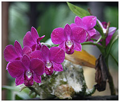 Orkider og konkyler - de findes overalt p erne i Thailand - men du kan ikke tage nogen af dem med hjem!
