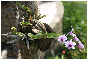 Helt gennemgende holder man sine orkider i knkkede kokosskaller - uden andet voksemedium end kokos-skallerne. Man har jo nok af dem - og planterne klarer sig benlyst ganske fortrinligt i dem.