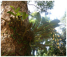 Dendrobium i knop, fotograferet i nationalparken p Koh Chang i Thailand.