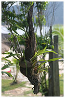 En smukt formet trrod er her brugt som ophng for 4-5 dendrobium. De er holdt fast med fiskenet omkring kokosskallerne, som planterne str i.