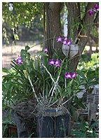 I Thailand dyrkes orkiderne ganske enkelt i blokke af flkkede kokosskaller - den del, der altid er taget af, fr kokosndderne eksporteres til os! Den porse, trvlede yderskal er perfekt til formlet.
