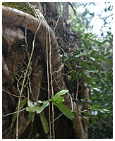 En anden monopodial - denne gang lithofytisk voksende orkid.