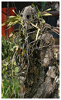 En gammel trrod er her anvendt som en slags springvand - og selvflgelig er der monteret adskillige orkider p den samtidig.