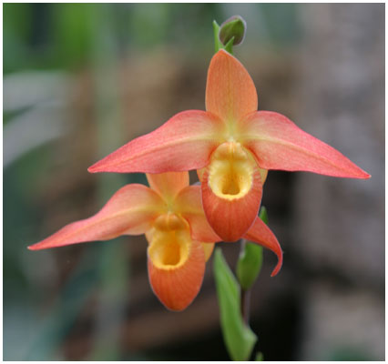 Orchidgartneriet, 2005