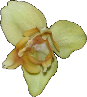 Dette m nsten vre en polyploid hybrid - alle de 3 indre blomsterblade har dannet lber!