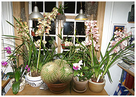 Her er vindueskarmen gjort bredere med et lavt arkiv-skab - s p billedet er der 25 orkider, der stortrives her. - P et tidspunkt stod eller hang der 35 planter her .....