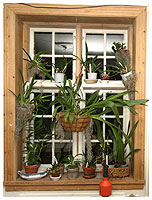 Det hjlper at hnge en del planter op p forskellig vis - her er der 16 planter i et vestvendt vindue.